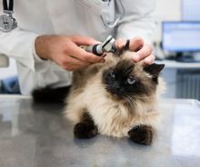 Katzen Parasiten Katzen Parasiten