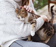 Katzen rollig anzeichen