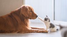 Katzenbabys