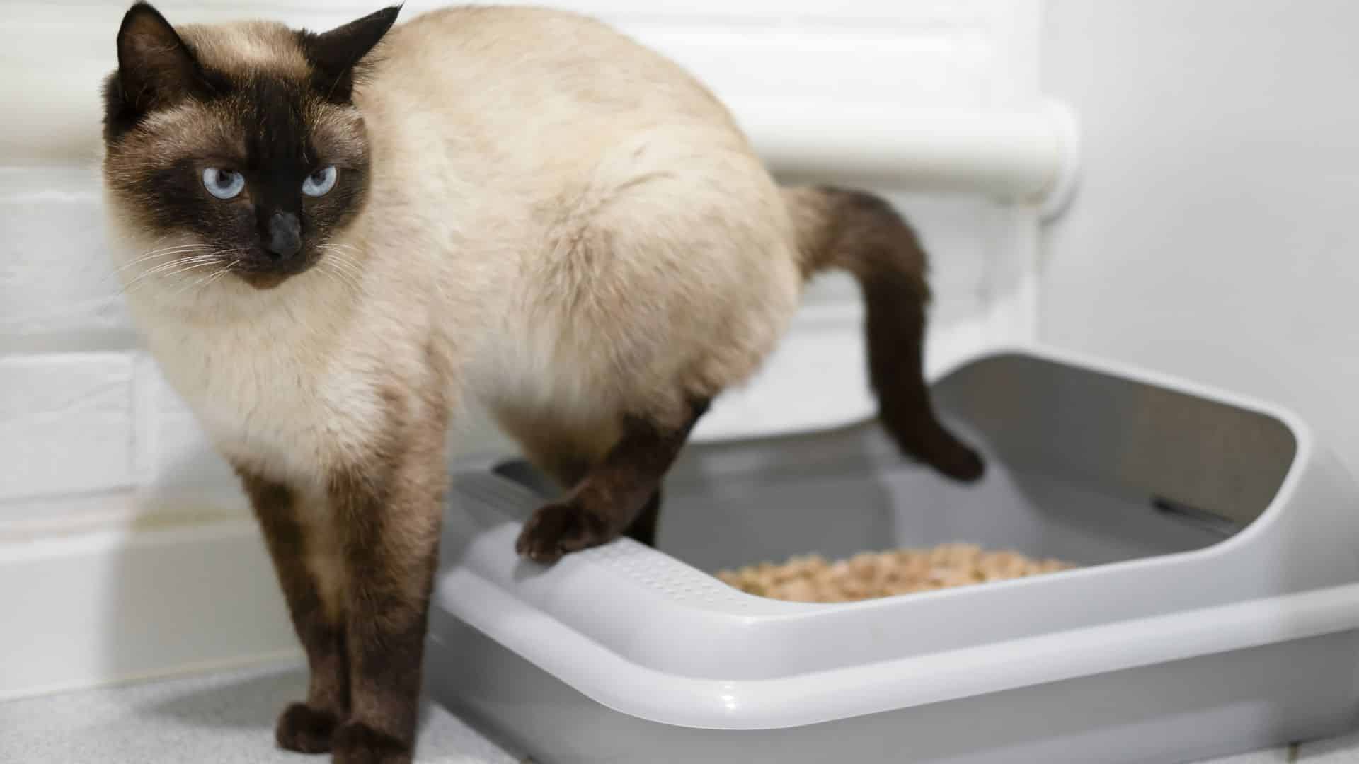 Eine Siamkatze sitzt in einer Katzentoilette. In der Katzentoilette mit sauberen Katzenstreu