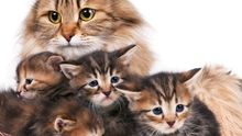 ab wann verstoßen katzen ihre jungen