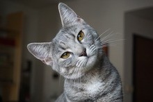 Intelligenzspielzeug Katze Intelligenzspielzeuge für Katzen