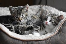 katzenfloehe in der wohnung