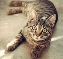 katzensprache.com Die Sprache der Katzen