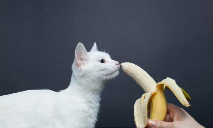 dürfen katzen bananen essen