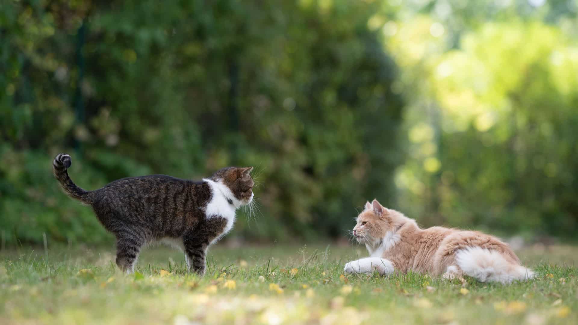 zwei freigängerkatzen auf einer Wiese. Es ist Sommer.