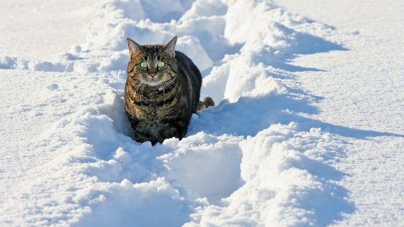 frieren katzen im winter