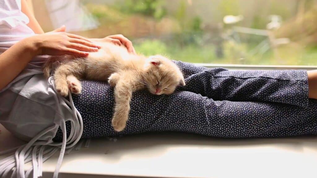 Was Ist Der Größte Liebesbeweis Einer Katze Größter Liebesbeweis einer Katze: So zeigen Katzen ihre Liebe