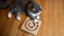 intelligenzspielzeug katze