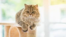 wie alt werden katzen