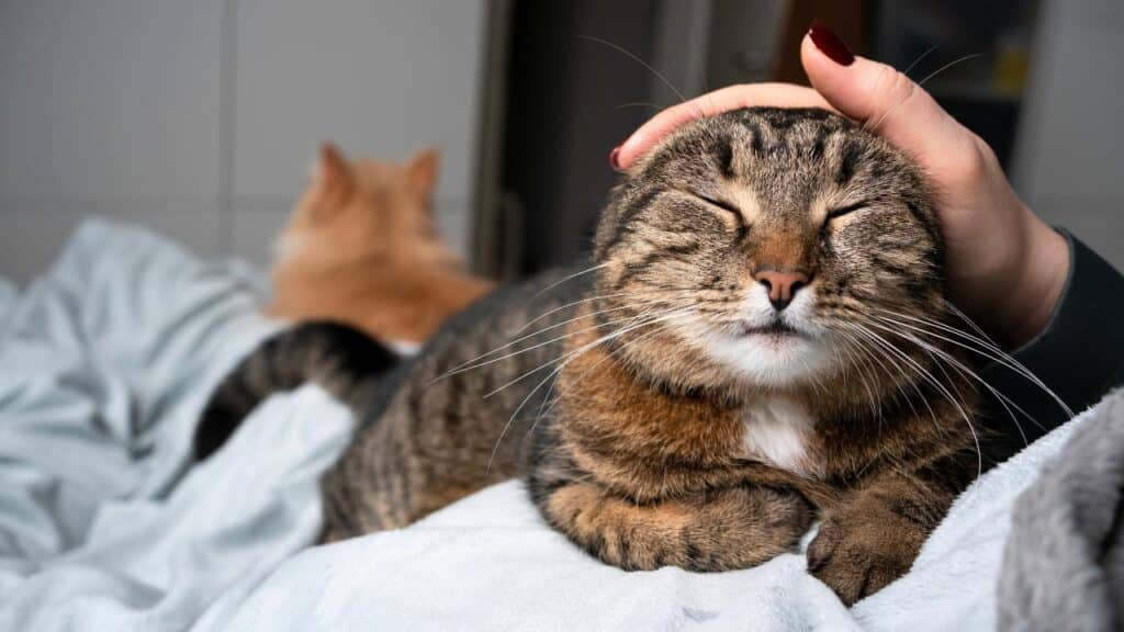 Katze streicheln Wie Sie Ihre Katze richtig verwöhnen Katze streicheln Wie Sie Ihre Katze richtig verwöhnen