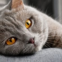 katzen erziehen