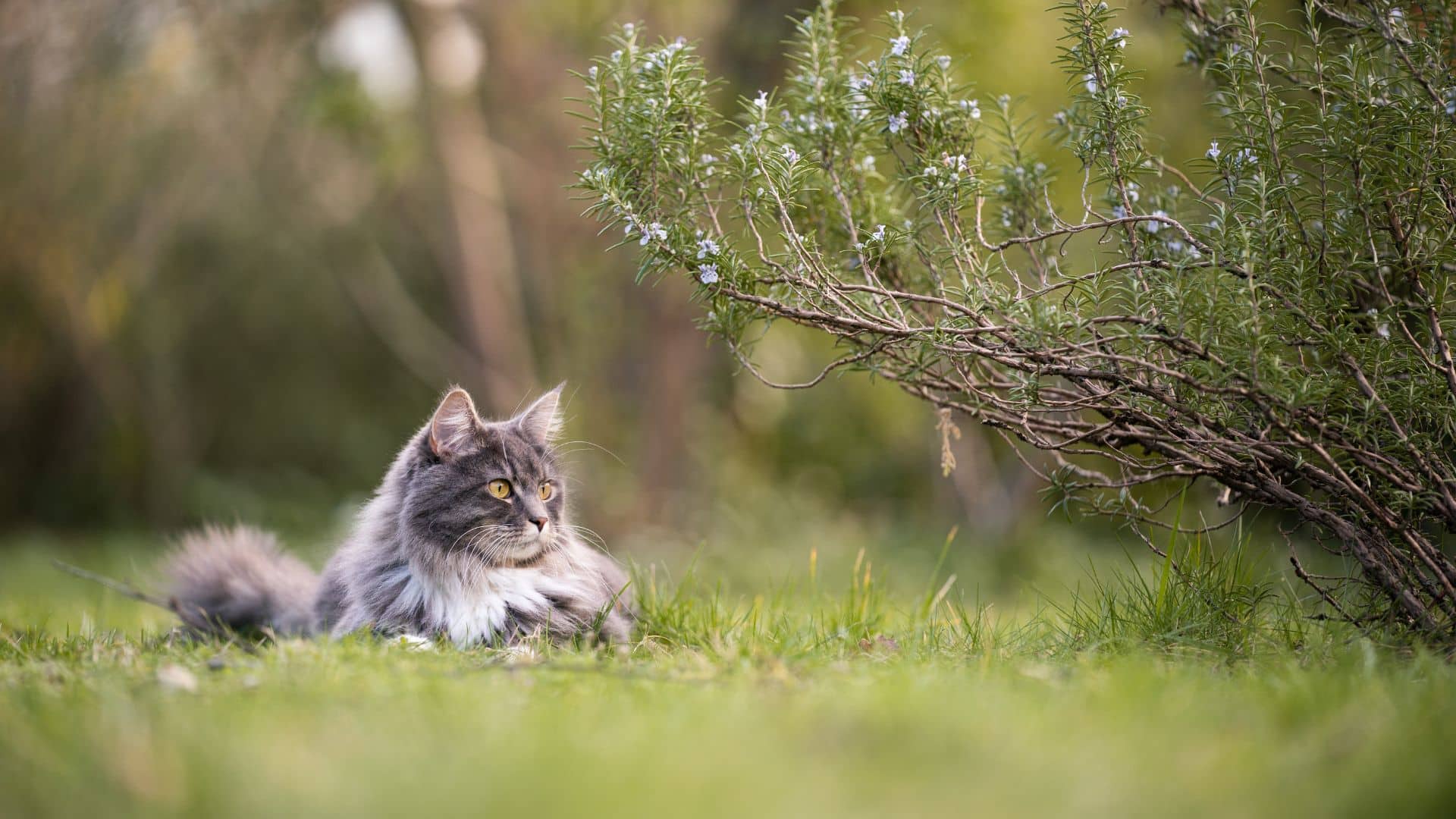 katzen im frühling