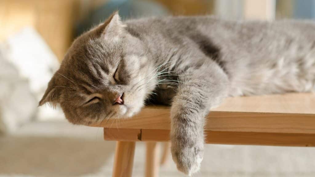 Katzen schlafen viel: Warum das so wichtig ist