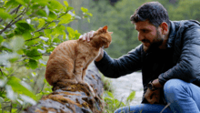 katzen sprechen
