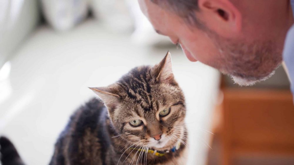 katzen sprechen