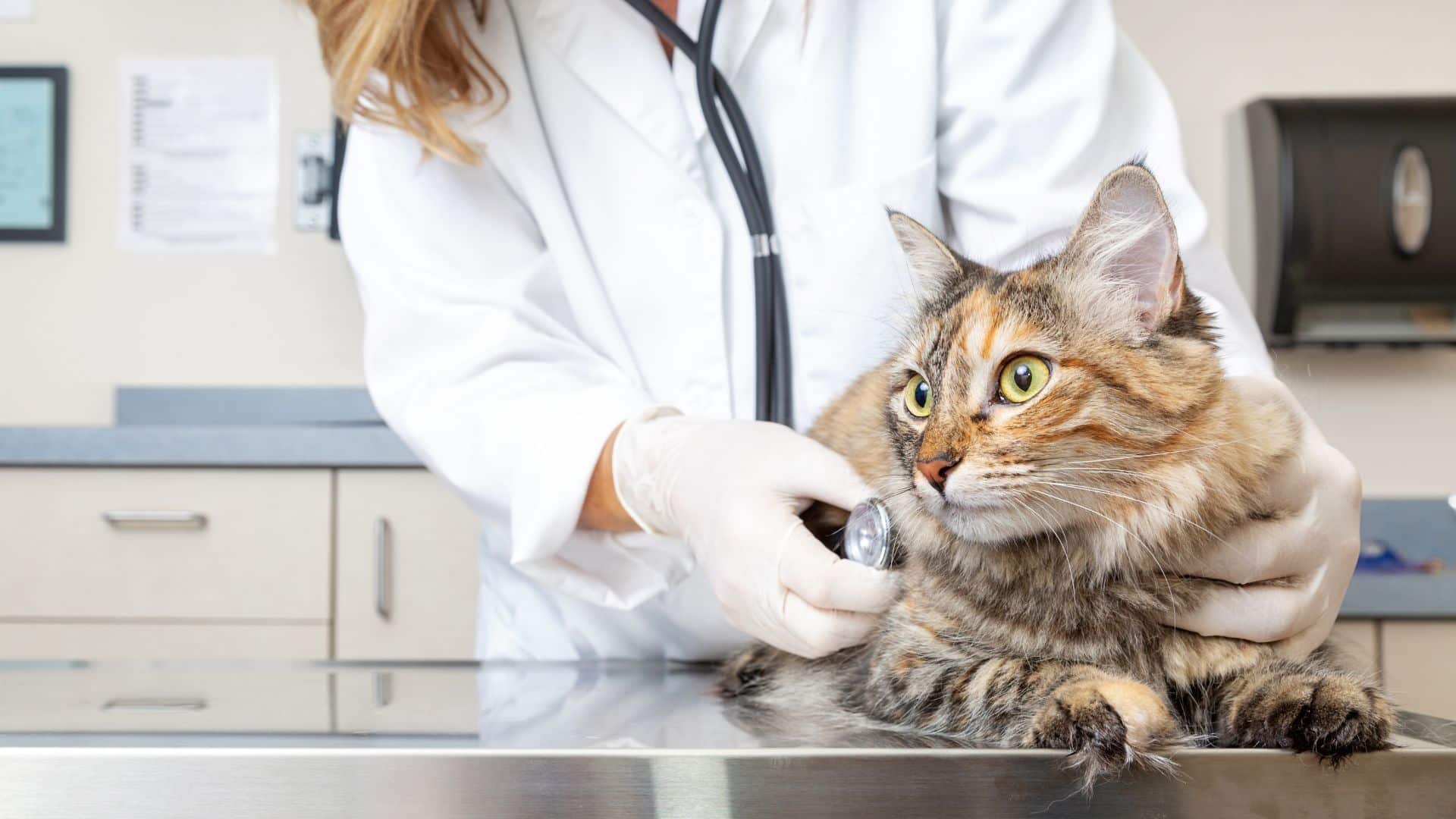 Katze wird beim Tierarzt untersucht