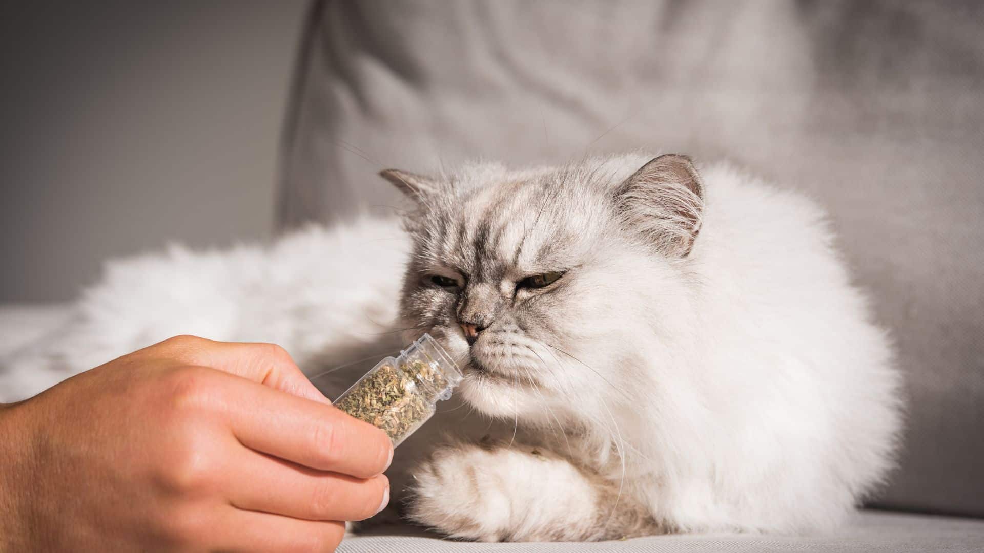 Weiße Langhaarkatze schnuppert neugierig an einem kleinen Glasfläschchen mit getrockneter Katzenminze, das von einer Hand gehalten wird. Die Katze liegt entspannt auf einem Sofa.