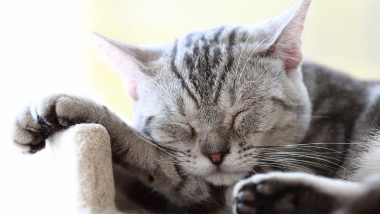 Katzenschlafplatz: Wo Katzen am liebsten schlafen