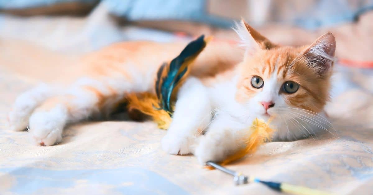 Katze spielt mit einer Katzenangel – ideales Katzenspielzeug für Wohnungskatzen