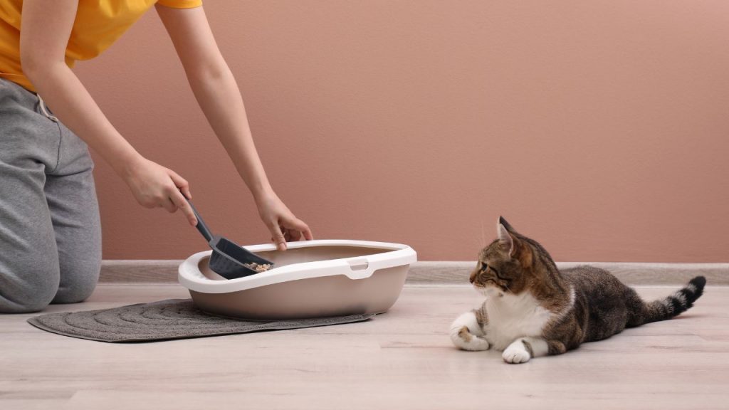 Katzenstreu Wie beeinflusst das Streu das Verhalten Ihrer Katze?
