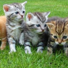 katzenbabys kitten
