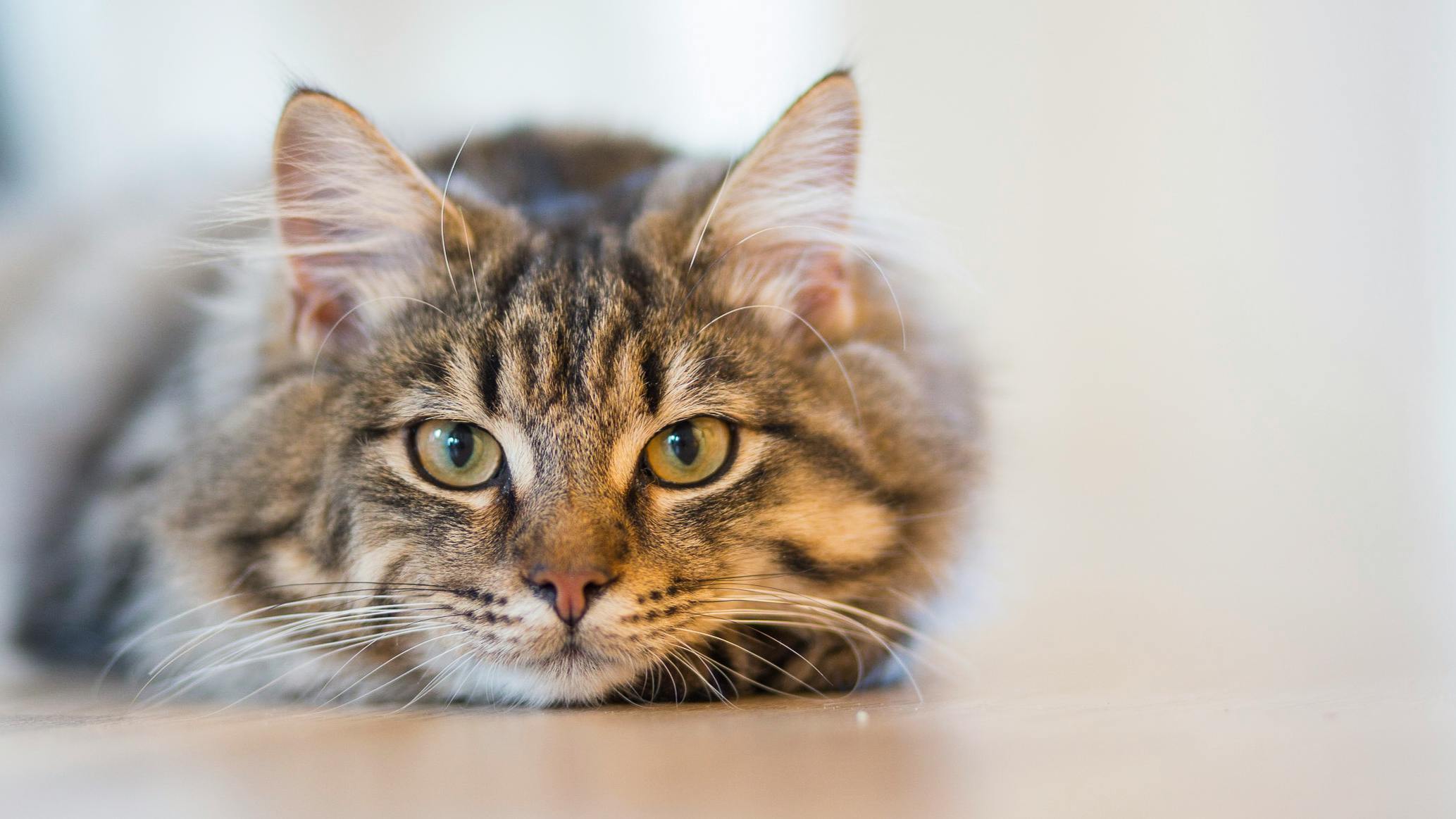 Silberne Tabby Katze, Die Auf Brauner Holzoberfläche Liegt