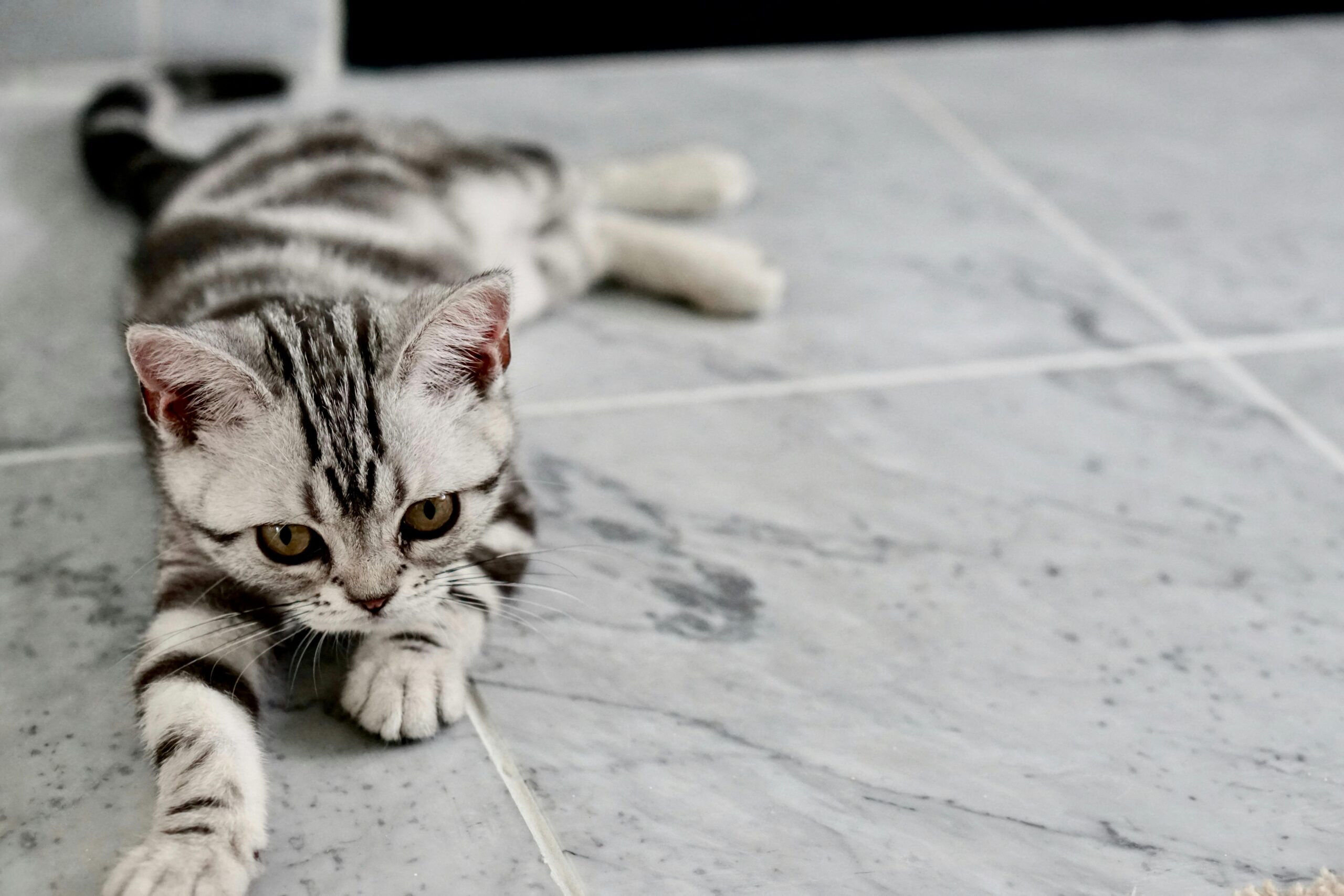 stubenreinheit bei katzen