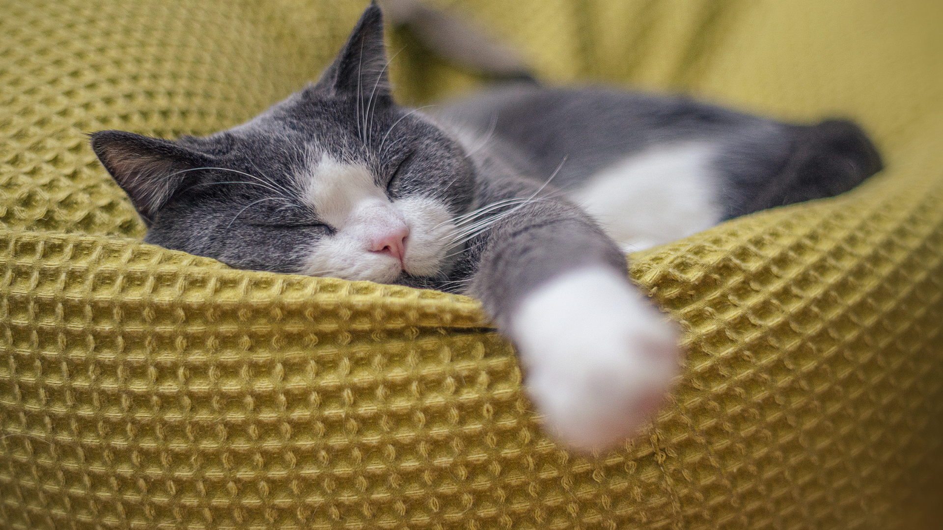 schlafende Katze schlafende Katze