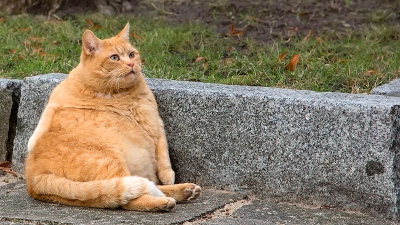 übergewicht bei katzen