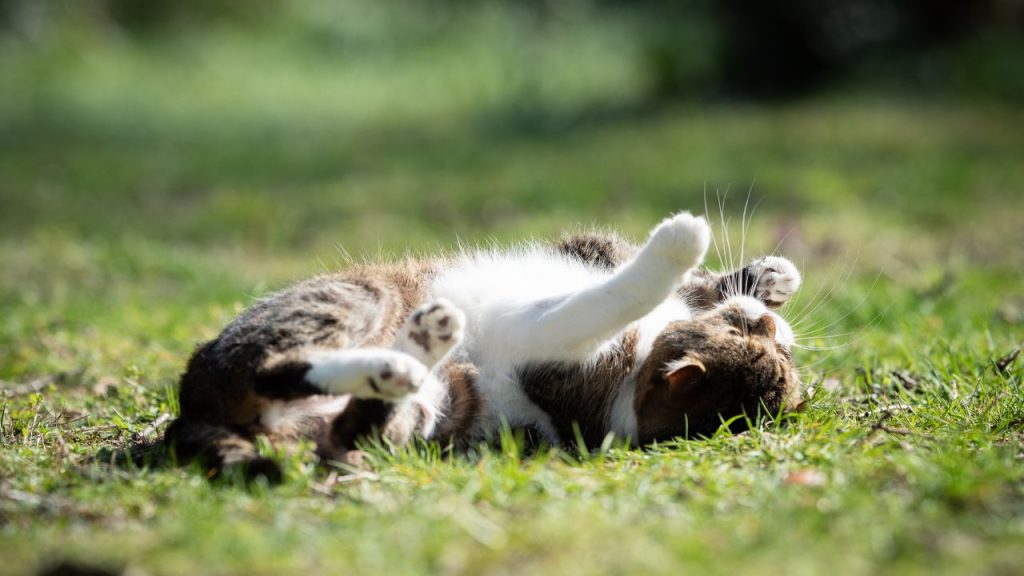 Wie lange ist eine Katze rollig?