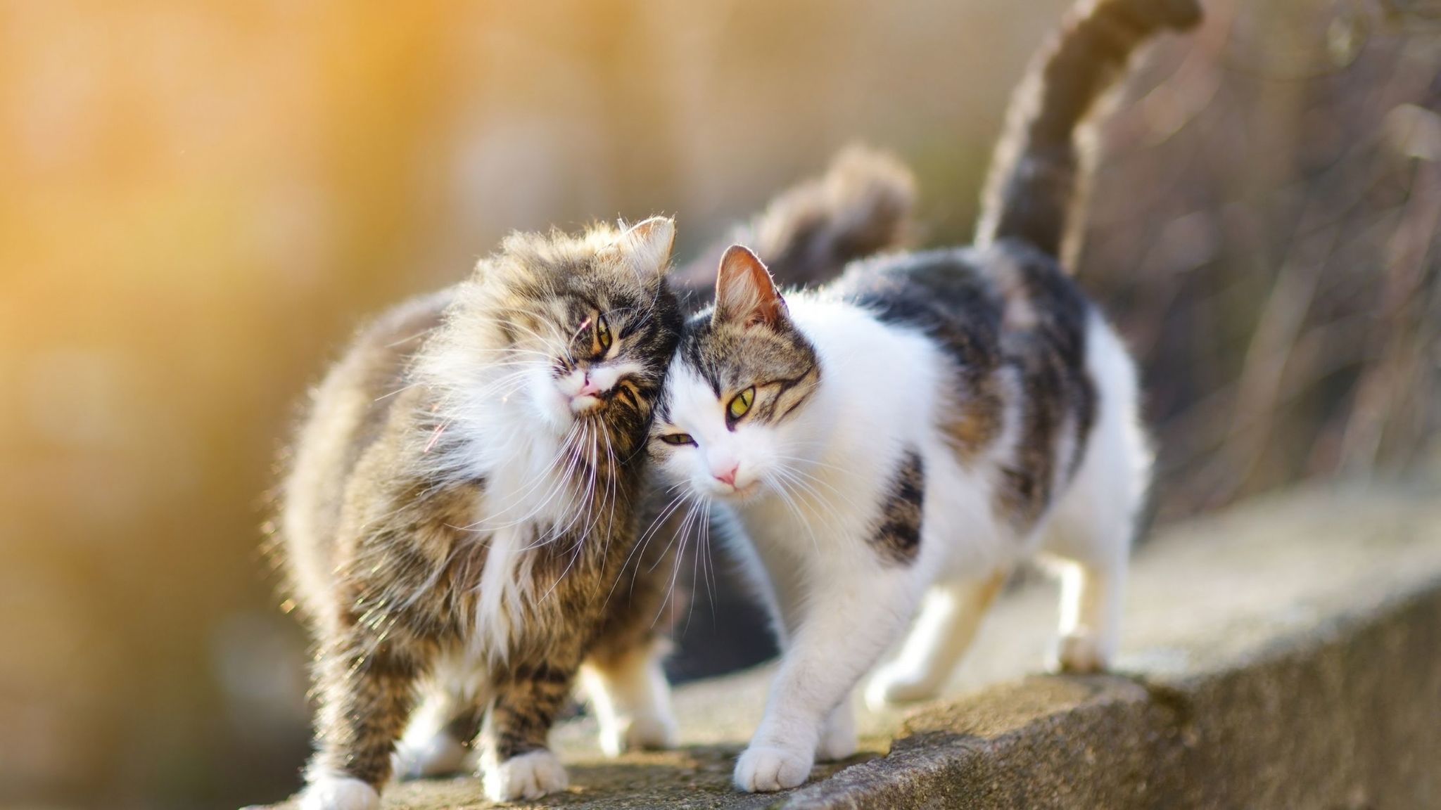 wie-katzen-sich-begr-en-wenn-sie-sich-begegnen